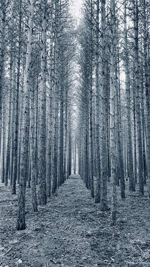 Alojamiento Rural Los Gancheros Tragacete Exteriér fotografie